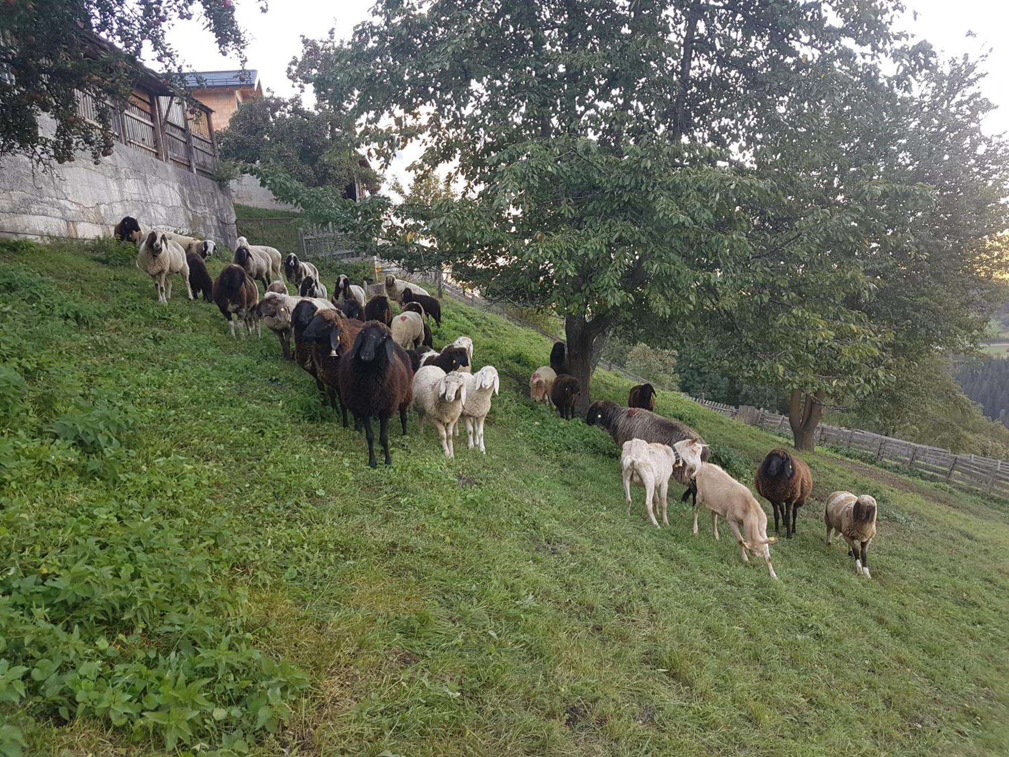 Apart Alpenzeit Arzl im Pitztal Luaran gambar